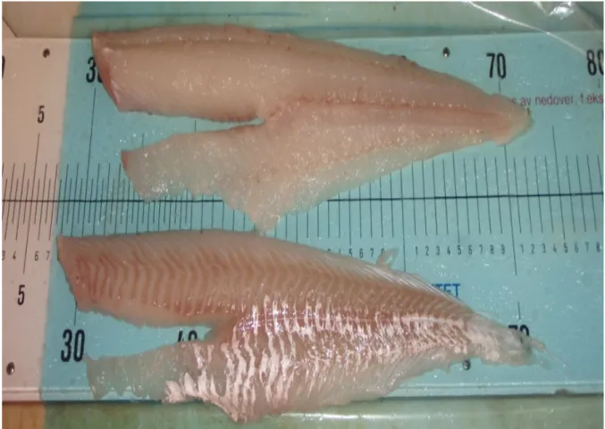 Fig. 3.1.8.Photo of the product skinless cod fillets, processed by machine (or 