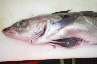 Fig. 3.2.1.a Photo of the product gutted haddock with head, processed  manually, without cutting of the throat