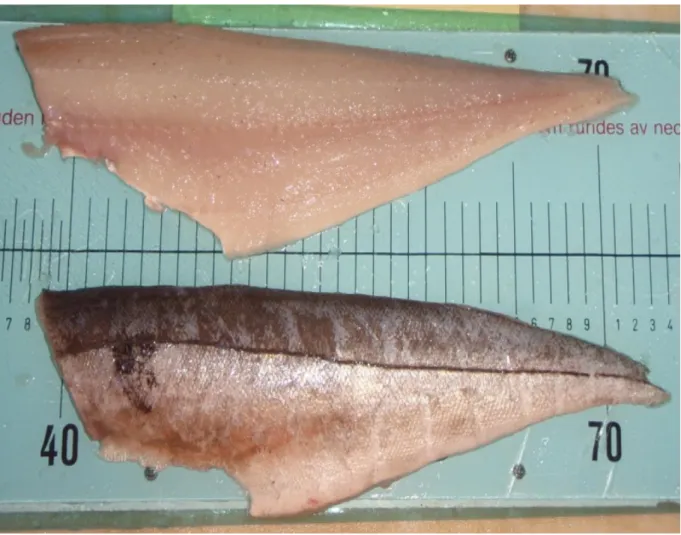 Fig. 3.2.5. Photo of the product haddock fillets with skin and bones (pin bones in),  processed by machine