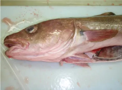 Fig. 3.1.1.a Photo of the product gutted cod with head, processed manually,  without cutting of the throat
