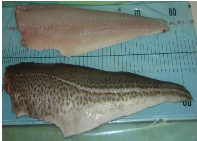 Fig. 3.1.5. Photo of the product cod fillets with skin and bones (pin bones in),  processed by machine