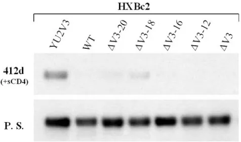 FIG. 4. Effect of V3 loop exchange on gp120 recognition by theF425b and 412d antibodies
