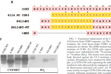FIG. 7. Functional replacement of the CCR5 N terminus with the412d heavy-chain CDR3 sequence