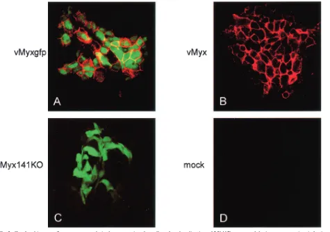 FIG. 3. Confocal immunoﬂuorescence analysis demonstrating the cell surface localization of M141R expressed during myxoma virus infectionof BGMK cells
