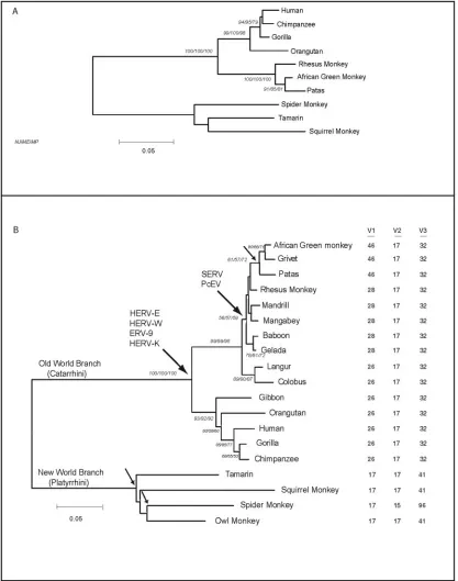 FIG. 2. Phylogeny of primate TRIM5�The two larger arrows indicate points during primate phylogeny associated with the appearance of the indicated endogenous retroviruses in thegenome