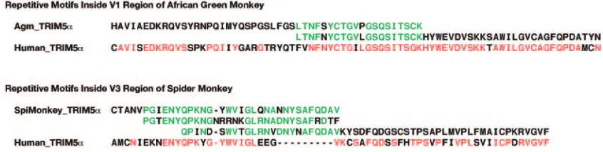 TABLE 2. Interspecies variation in TRIM5�-related proteins