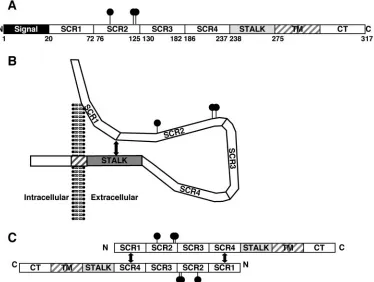 FIG. 10. Models of the B5R protein. (A) B5R is divided into the SCR, stalk, transmembrane (TM), and cytoplasmic tail (CT) domains