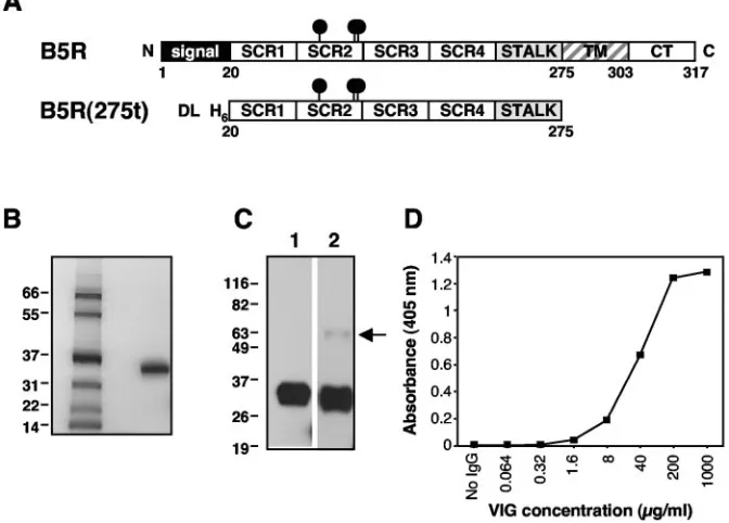 FIG. 1. Production of recombinant vaccinia virus EEV glycoprotein B5R in baculovirus. (A) The top panel shows a diagram of full-length B5R.The bottom panel shows a diagram of the recombinant protein generated in this study [B5R(275t)]