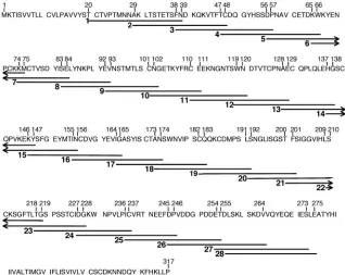 FIG. 5. Overlapping peptides spanning the ectodomain of B5R. The amino acid sequence of B5R WR (amino acids 1 to 317) is indicated asa single letter code