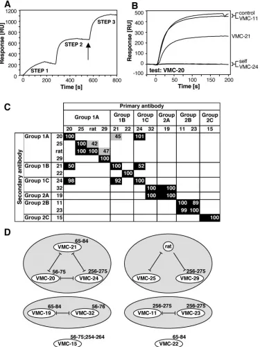 FIG. 9. MAb blocking measured on a biosensor. (A) Example of a sensorgram obtained from two MAbs directed against independent epitopes.First, B5R(275t) (240 RU) was captured on the chip via an immobilized anti-His MAb (step 1), and then a primary antibody was allowed to bind