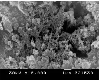 Figure 3. XRD scan of the formed PANI layer on the graphite surface. 