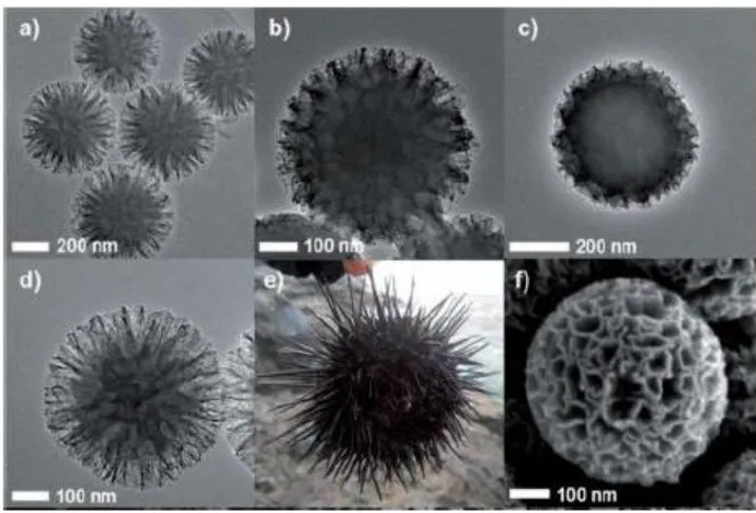 Figure 1 . FHR-TEM images of (a) Silica template, (b) Silica−carbon composite after drying, (c) Silica−carbon composite after aging, (d) Sea-urchin-like three-dimensional carbon, (e) Image of sea urchin Echinometra mathae