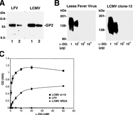 FIG. 1. LFV binds �-DG with high afﬁnity. (A) Detection of viralGPs in puriﬁed LFV and LCMV