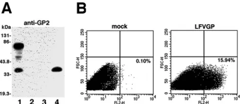 FIG. 2. Characterization of recombinant LFVGP. (A) Expressionof recombinant LFVGP. HeLa cells were transfected with the expres-
