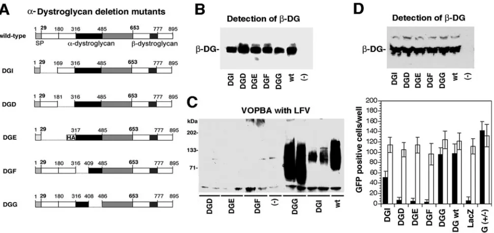 FIG. 4. Structures within amino acids 169 to 408 are required for LFV binding. (A) Schematic representation of the �The putative N-terminal subdomains (white), the mucin-type domain (black), and the C-terminal globular domain (gray) of-DG deletion mutants:-DG are indicated.