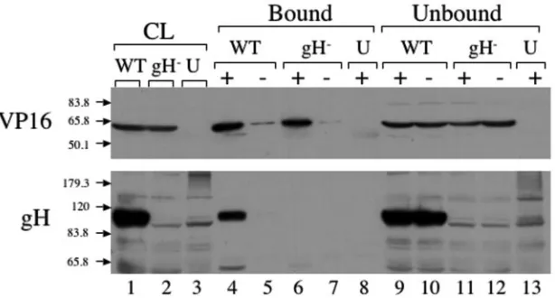 FIG. 2. Temperature dependence of VP16/gH coimmunoprecipitation. Coimmunoprecipitation experiments were performed as described inthe legend to Fig