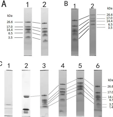 Figure 1.  Separation of selected polypeptide standards on gels with different composition
