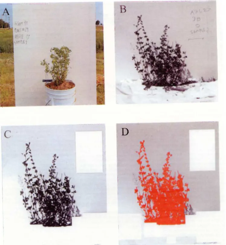 Fig.  1.  A.  Apparatus for separating plant from background.  B.  Image  set in  black and  white