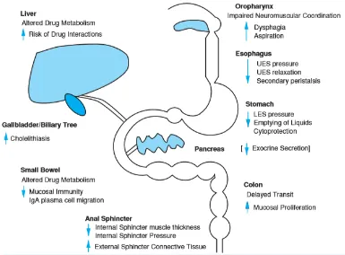 Figure 7 Effects of aging on the gastrointestinal tract. (16)