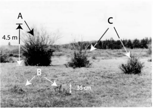 Fig.  2.  Older  willow  plants  (A)  have grown  to  heights of  4.5  m  tall,  while  the  youngest plants  (B)  are  browsed  to within  35  cm above  ground  level