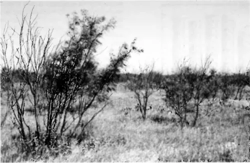 Fig.  3.  Ground-level  view  of  a  mesquite plot  at  Kite  Trap  in  2000  treated  with clopyralid  at  0.28 kg  ha-'  in  1996