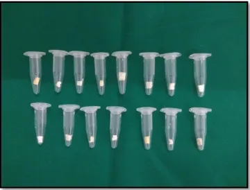 Figure 7:sample preparation after the placement of with curcumin modified MTA sealer for evaluating anti bacterial efficacy 