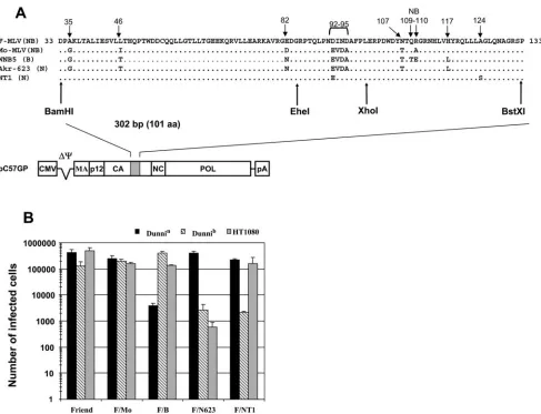 FIG. 1. Sequences, expression vectors, and tropism associated with prototypic MLV capsids