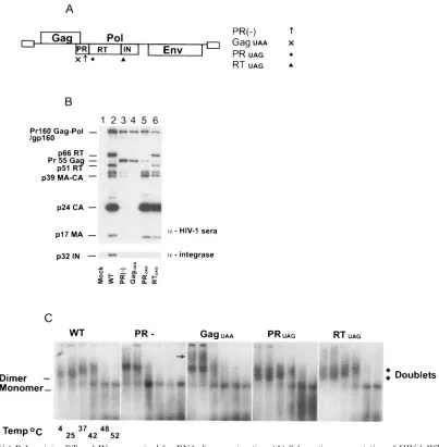 FIG. 1. HIV-1 Pol proteins RT and IN are required for RNA dimer maturation. (A) Schematic representation of HIV-1 WT and mutant 11 preventing has a termination codon