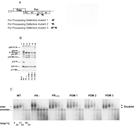 FIG. 2. The impact of Pol-processing mutations on HIV-1 virion protein composition and genomic RNA dimer maturation