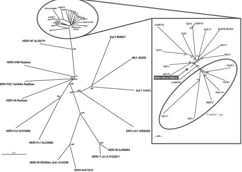 FIG. 1. Left panel: NJ tree (1,000 bootstraps) of HERV-H-like and reference gammaretrovirus pol(1,000 bootstraps) of full-length HERV-H-like elements used in HERV-H consensus construct and the HERV-H consensus which positioned closeto the center