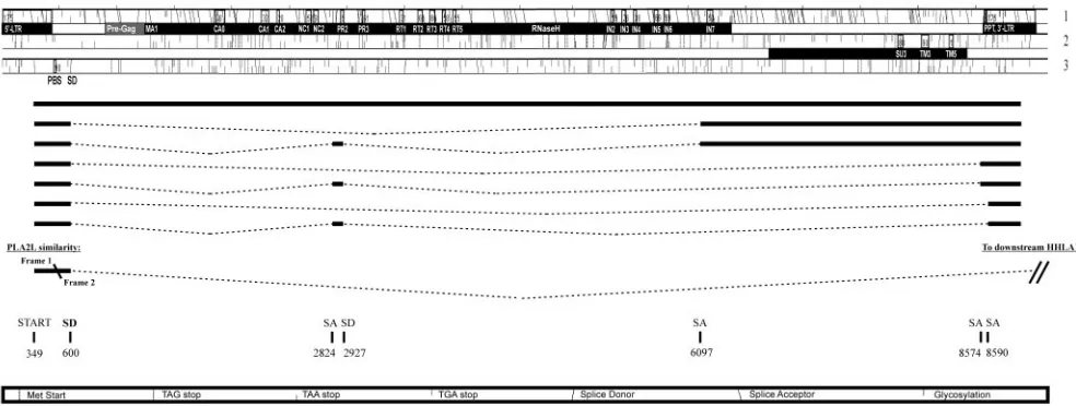 FIG. 2. Three reading frames and alternative splicing in the HERV-H consensus sequence as interpreted by RetroTector (Sperber andBlomberg, unpublished) and by EST searches