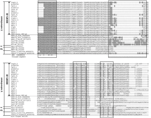 FIG. 4. Gag alignment ranging from the MHR to the zinc ﬁnger motifs for HERV-H consensus and other gamma--MLV, and -FeLV together with twoCopiasequences share the properties of double zinc ﬁnger motifs missing in the otherHERV-W, -E, -T, -GALV, beta-MMTV a