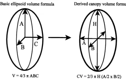 Fig.  1.  The  canopy  volume formula  used  in  this  study  was  derived  from  the  basic  ellipsoid  volume  formula