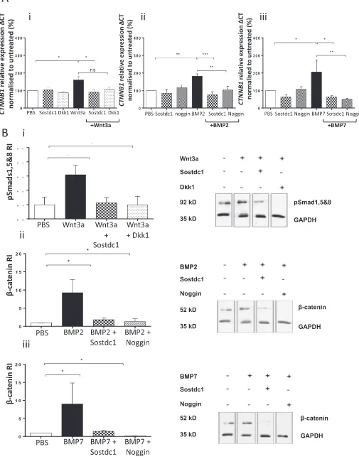 Fig. 5. Sostdc1 inhibits BMP-inducedblot analysis of cell lysates from OB progenitors stimulated by Wnt3a (i), BMP2 (ii) or BMP7 (iii) in the absence or presence of Sostdc1, Dkk1 or noggin illustrating thelevel of Phospho-Smads 1, 5 & 8 (i) or β-catenin (C