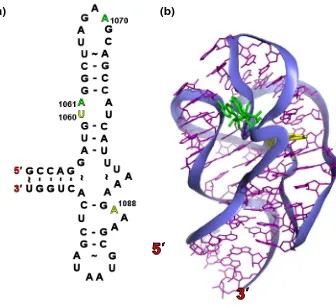 Figure 1.11 The bulge-stabilised structure of 23S rRNA.