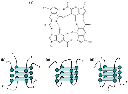 Figure 1.17 Quadruplexes. (a) The hydrogen-bonding scheme of a guanine-quartet, and schematic representations of several quadruplex configurations: (b) a four-stranded, all-parallel intermolecular quadruplex arrangement, (c) a single-stranded intramolecula