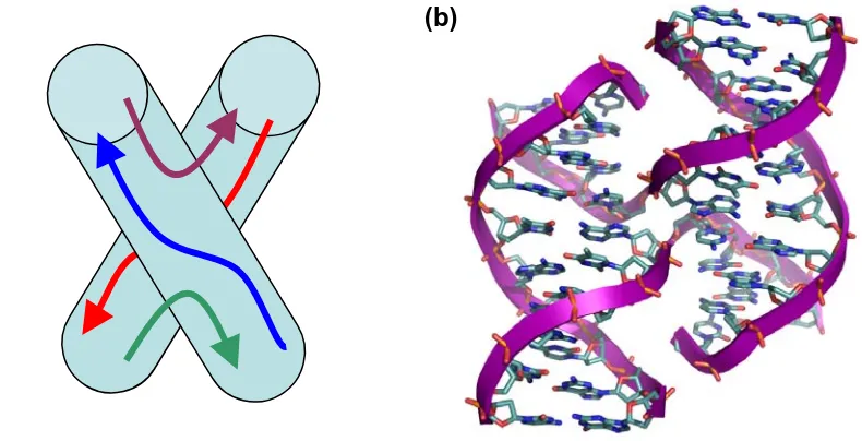 Figure 1.18 Holliday Junction. (a) (PDB identifier Schematic representation of a four-way Holliday junction