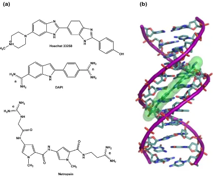 Figure 1.19 Minor Groove Binders. oligonucleotide d(CGCGAATTCGCG)(a) Three examples of minor groove-binding drugs