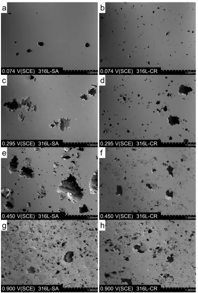 Figure 8.  The SEM photos of the surfaces of 316L-SA and 316L-CR electrodes after potentiostatic polarization in 0.05 mol·L-1 H2SO4 + 0.3 mol·L-1 NaCl solution at different potentials for 3 h
