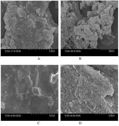 Fig. 1(A) and (B) showed SEM images of Pd/GE with different magnification. It can be seen that Pd Fig
