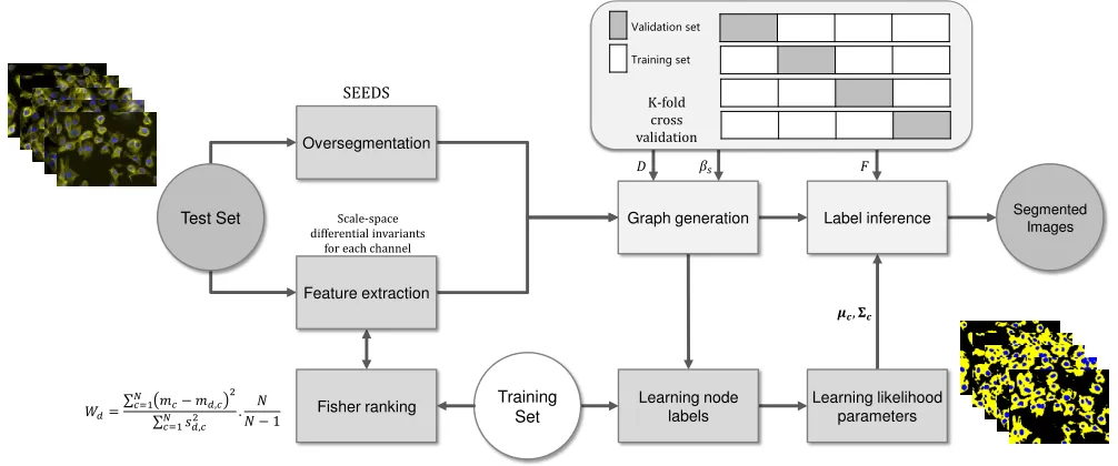 Fig. 8.Sample images from BBBC020 (ﬁrst and second rows) and BBBC007 (third and fourth rows), their corresponding ground truth and automaticsegmentations
