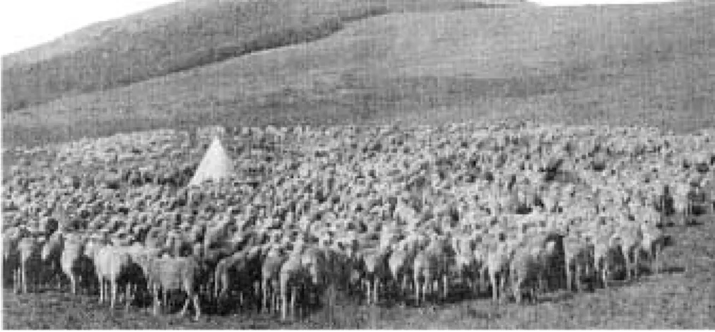 Fig. 1. Illustration of one-night sheep camp where herder pitched his tent where ever the sheep stopped at the end of the day rather than returning to a fixed camp every night.