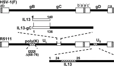 FIG. 1. Schematic representation of the structure of the R5111recombinant virus. The construction of the virus as published else-