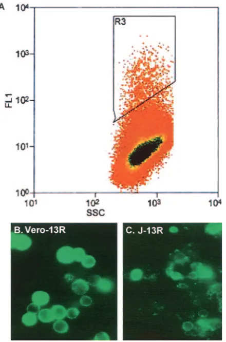 FIG. 2. Fluorescence-activated cell sorting of J-13R cells and sur-face ﬂuorescence of J-13R and Vero-13R cells