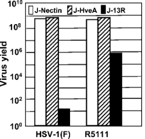 TABLE 2. Fraction of J-13R cells exhibiting surface IL13R�2receptor following exposure to IL-13, IL-4, or IL-2a