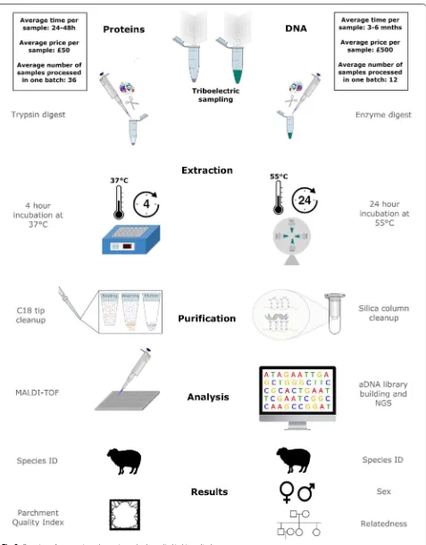 Fig. 3 Overview of proteomic and genetic methods applied in biocodicology