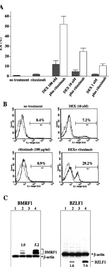 FIG. 1. Enhanced induction of lytic EBV infection by dexametha-sone (DEX) and rituximab