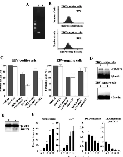 FIG. 2. Dexamethasone (DEX) and rituximab confer GCV susceptibility to EBV-positive cells in vitro and in vivo