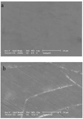 Figure 3. SEM images of chitosan film doped with 5 mM ion (a) and 10 mM Ce(III) (b). 
