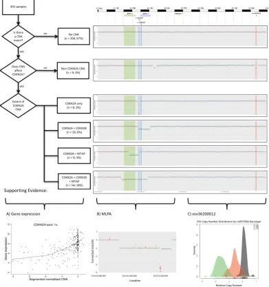 Figure 3. Summary of 303 distinct tumour samples examined for chromosome 9p21 in the CDKN2A region (CDKN2A (chr9:21,967,753–21,995,301); MTAP (chr9:21,802,636–21,865,971); and CDKN2B (chr9:22,002,903–22,009,363) showing that 204 of these samples (67%) show